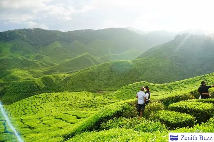 Munnar is a paradise for all tea lovers.