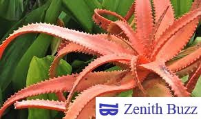 Why Pink Aloe Vera Is A Super Food For Your Skin And Hair - ZenithBuzz